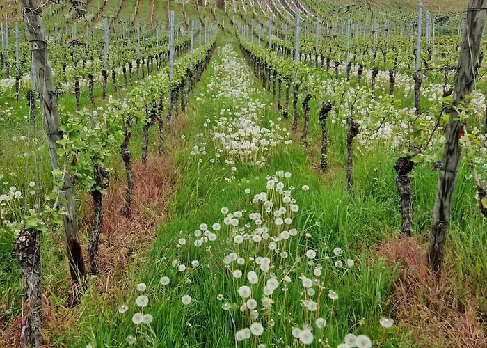 Apartman Familie Jonas Schweich